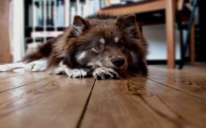 dog-lying-on-floor-500w
